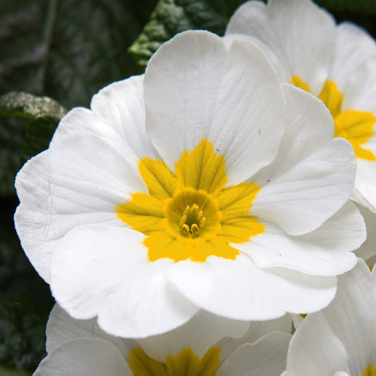 Polyanthus White Bedding Plants