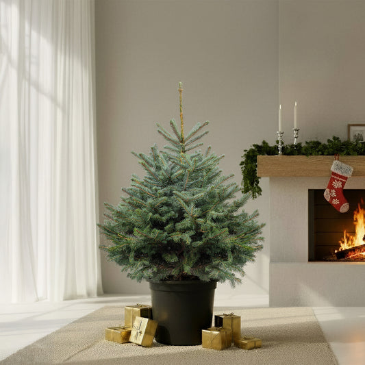 Blue Spruce Pot Grown Christmas Tree