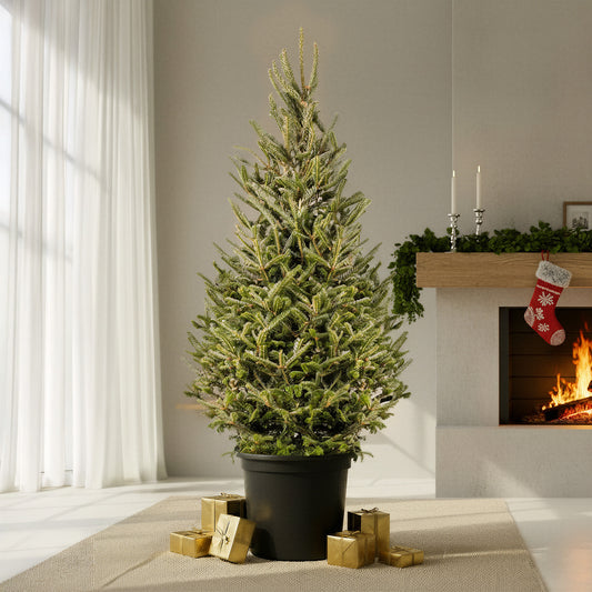 Fraser Fir Pot Grown Christmas Tree