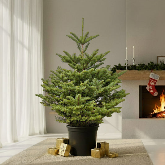 Noble Fir Pot Grown Christmas Tree