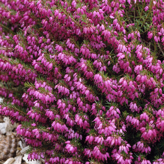 Red Erica Heather