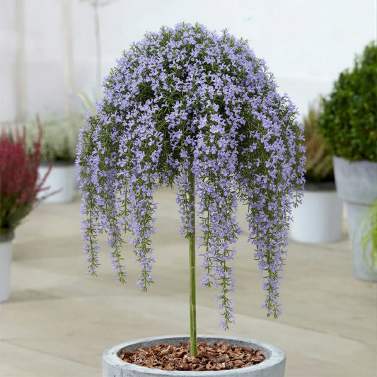 Rosmarinus 'Officinalis Prostratus' Patio Tree