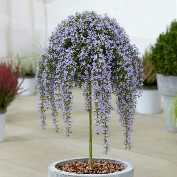 Blue Trees | Blue Flowering Trees | Gardeners Dream