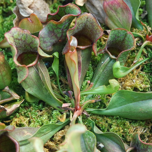 Sarracenia 'Green Venosa'