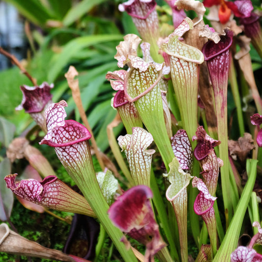 Sarracenia leucophylla