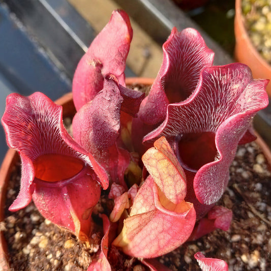 Sarracenia purpurea venosa