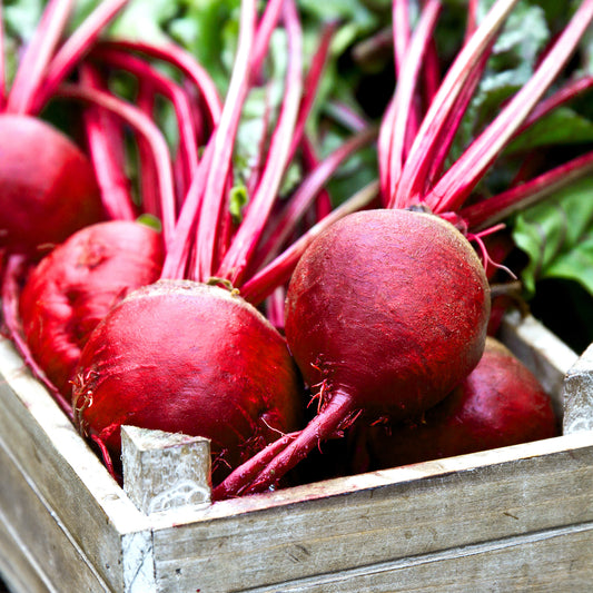 Beetroot 'Crimson King'
