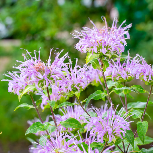 Bergamot 'Mixed'
