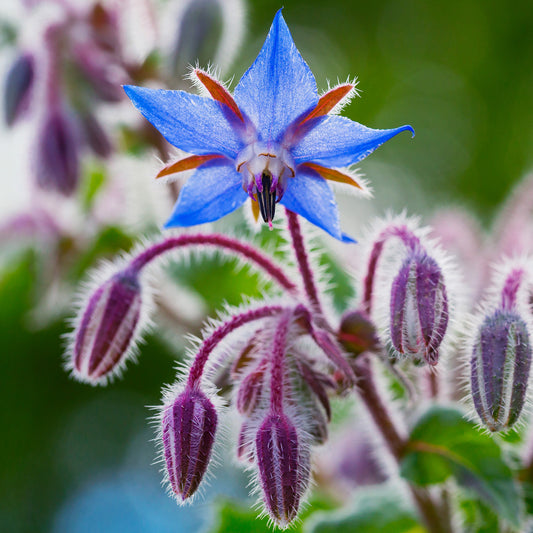 Borage Seeds