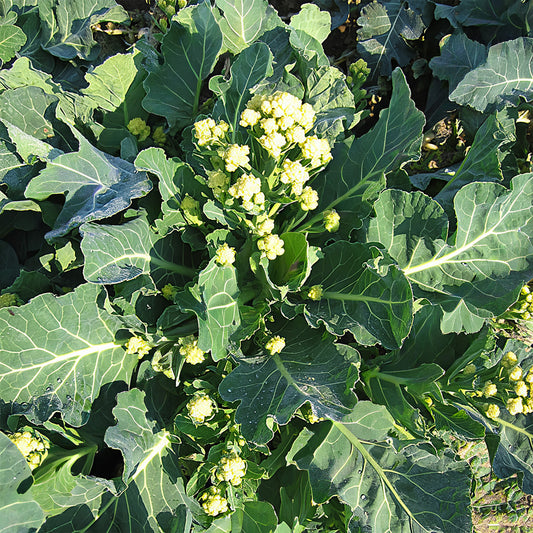 Brassica Oleracea 'Sprouting Burbank'
