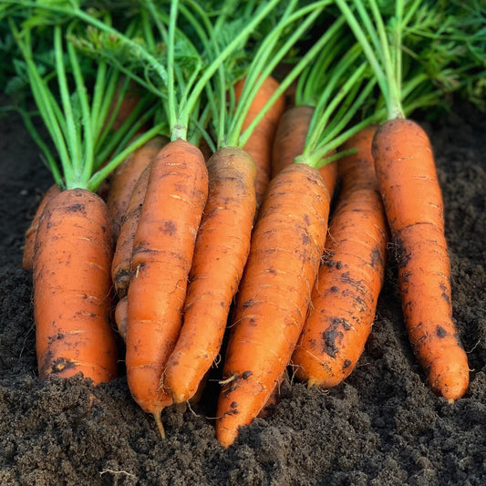 Carrot 'Early Nantes 2'
