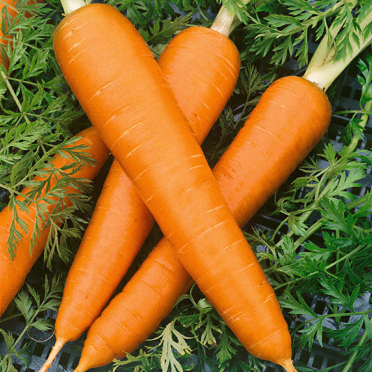Carrot 'Flakkee'