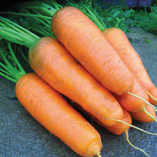 Carrot 'Katrin'
