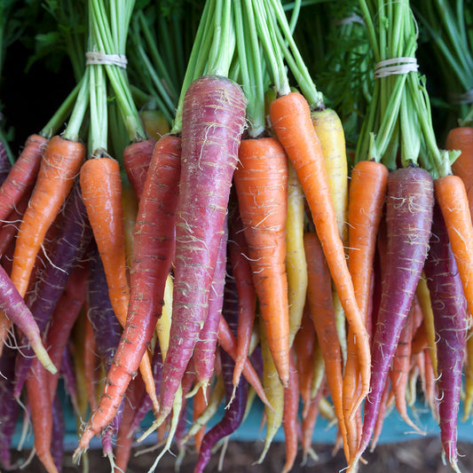 Carrot 'Mixed'