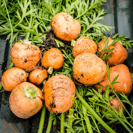 Carrot 'Paris Market'