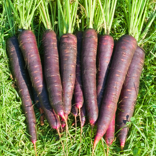 Carrot 'Purple Sun'