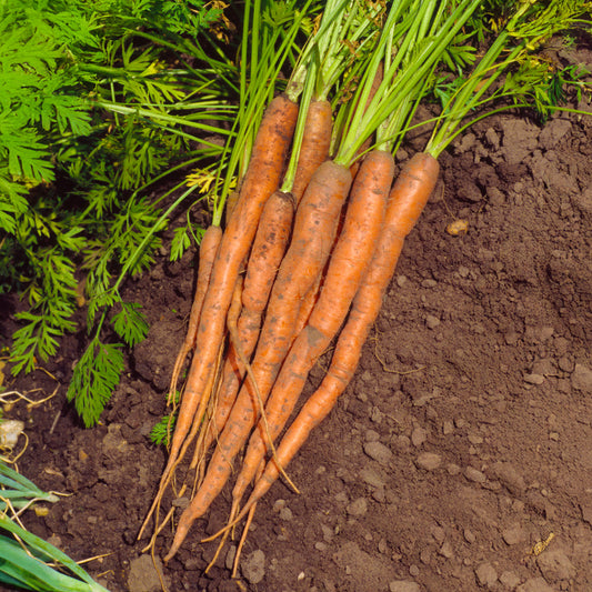 Carrot 'Sugarsnax 54' F1