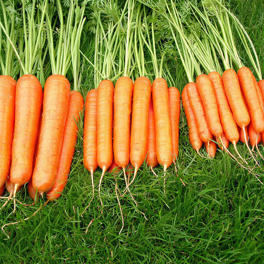 Carrot 'Sweet Candle'