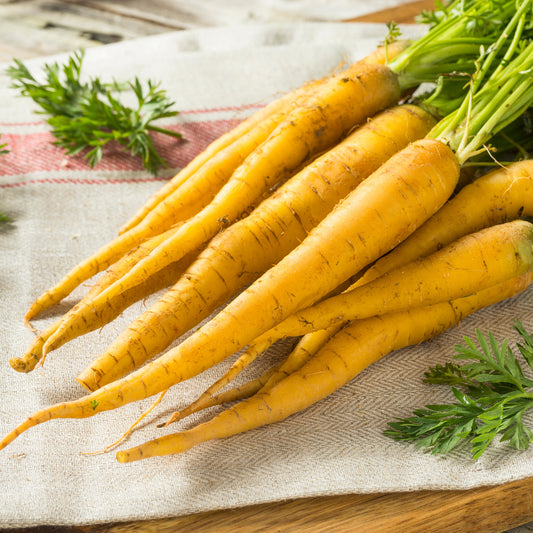 Carrot 'Yellow Moon'