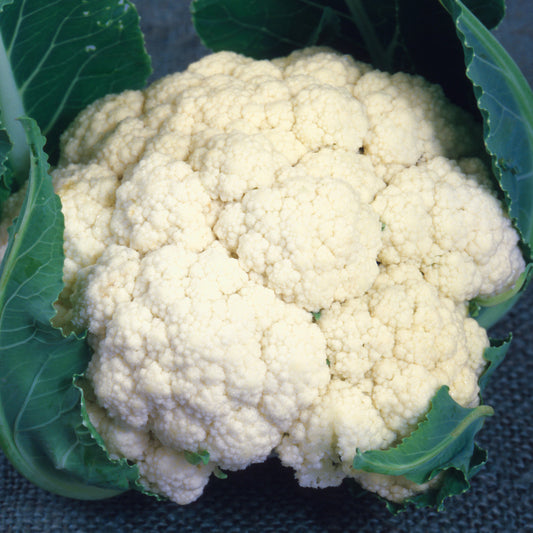 Cauliflower 'All the Year Round'