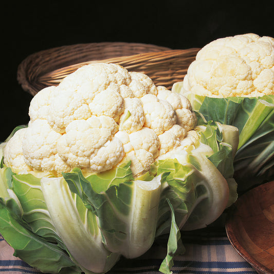 Cauliflower 'Autumn Giant'