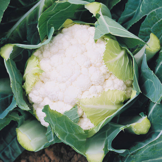 Cauliflower 'Boris' F1