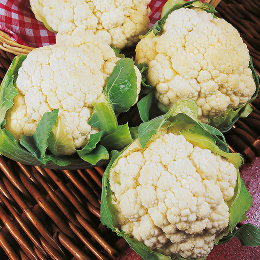 Cauliflower 'Igloo'