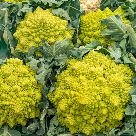 Cauliflower 'Romanesco'