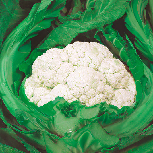 Cauliflower 'Snow March' F1