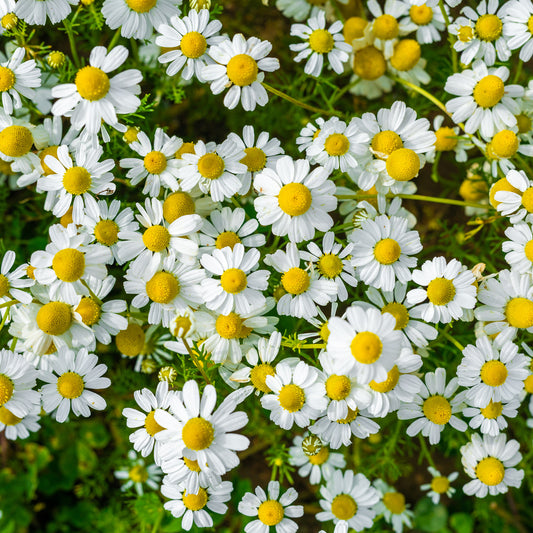 Wild Chamomile