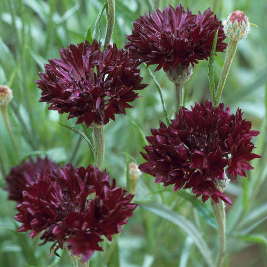 Cornflower 'Black Ball'