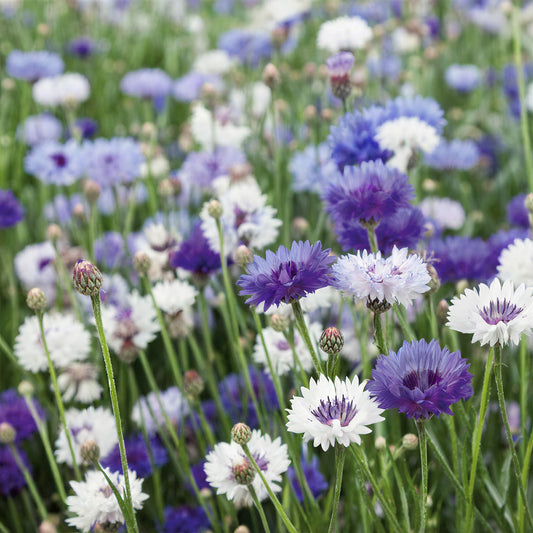 Cornflower 'Classic Fantastic'