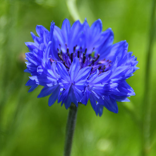 Cornflower 'Double Blue'