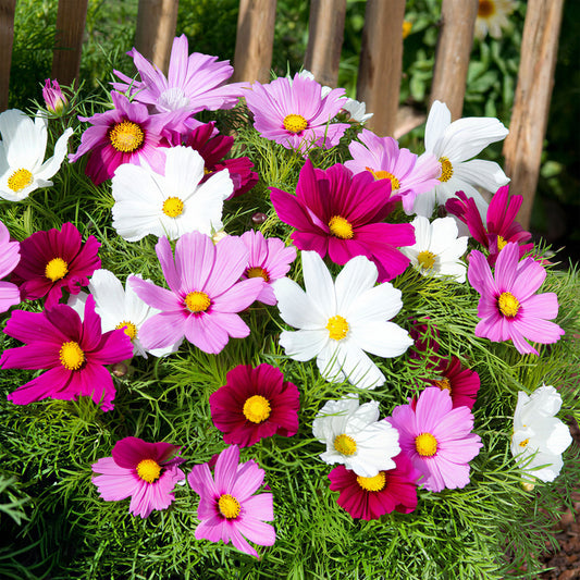 Cosmos 'Candlyfloss Mixed'