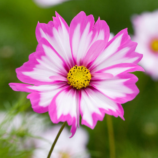 Cosmos 'Capriola'