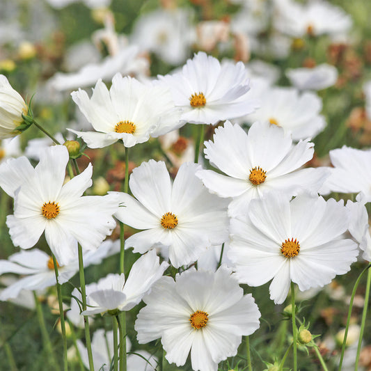 Cosmos 'Lucinda'