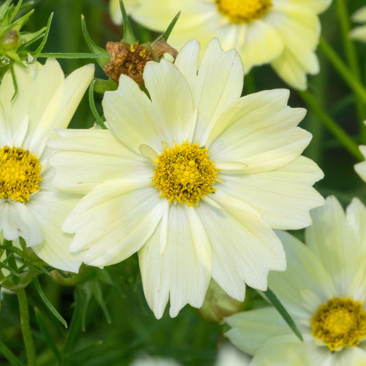 Cosmos 'Xanthos'