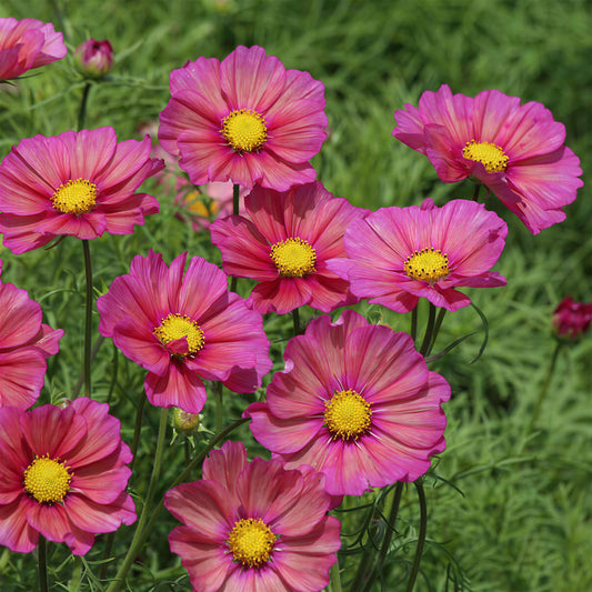 Cosmos 'Xenia'