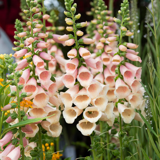 Foxglove 'Apricot'