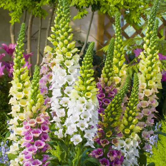 Foxglove 'Candy Mountain Mixed'