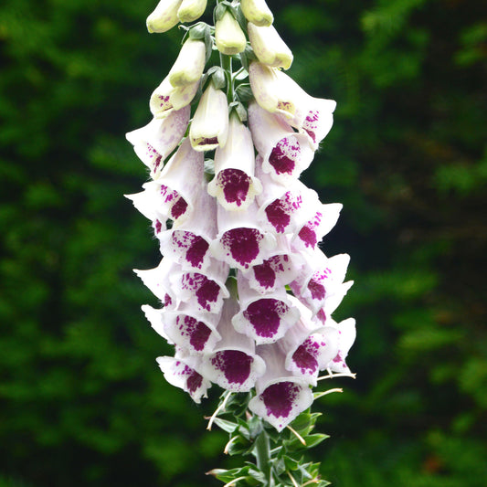 Foxglove 'Pam's Choice'