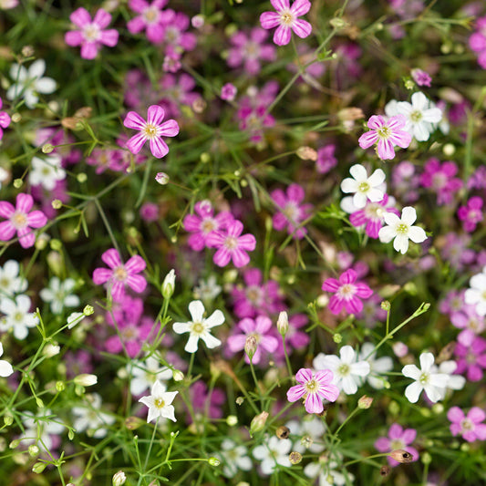 Gypsophila Muralis 'Cotton Candy Mix'