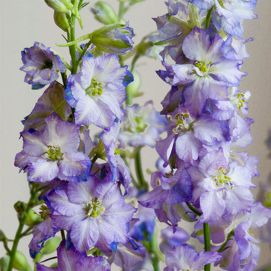 Larkspur 'Fancy Purple Picotee'