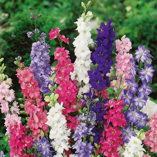 Larkspur 'Giant Imperial Mix'