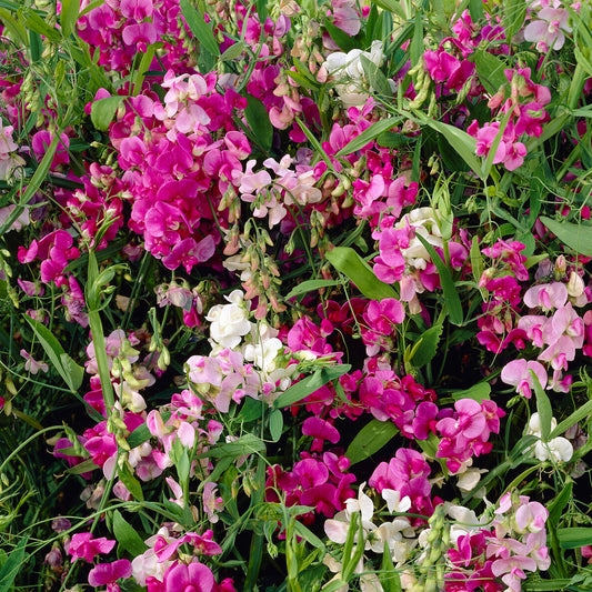 Lathyrus Latifolius 'Mixed'