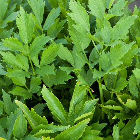 Lovage Seeds