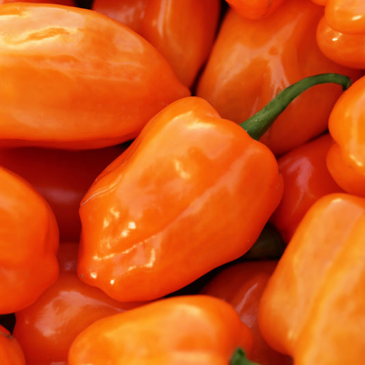 Pepper Chilli 'Habanero Orange'