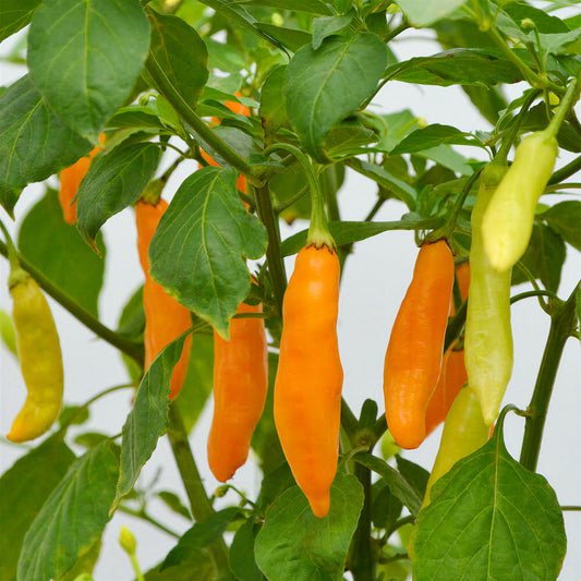 Pepper Chilli 'Havana Gold'