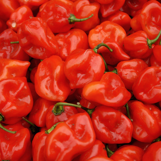 Pepper Chilli 'Scotch Bonnet Red'
