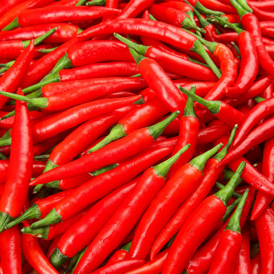 Pepper Chilli 'Tabasco'